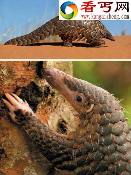 十大奇异食蚁兽 捕食蚂蚁是一种艺术