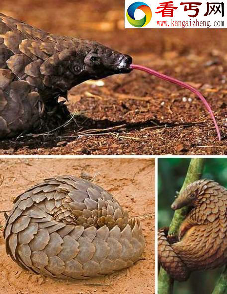 十大奇异食蚁兽 捕食蚂蚁是一种艺术