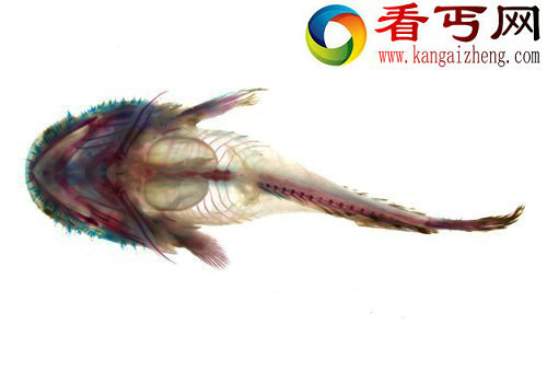 外媒评10大奇特动物:三刺蟾鱼叫声似婴儿[组图] 