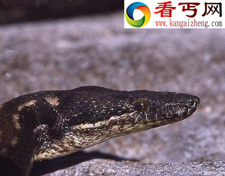 40年来11大灭绝动物盘点:金蟾蜍是过去40年中消失的物种中最美的