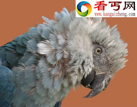 40年来11大灭绝动物盘点:金蟾蜍是过去40年中消失的物种中最美的
