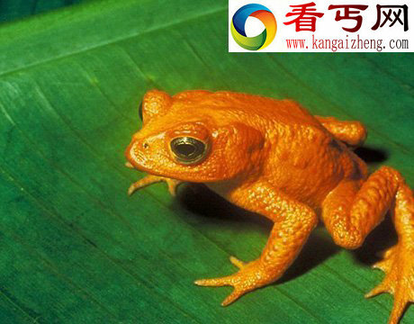 40年来11大灭绝动物盘点:金蟾蜍是过去40年中消失的物种中最美的