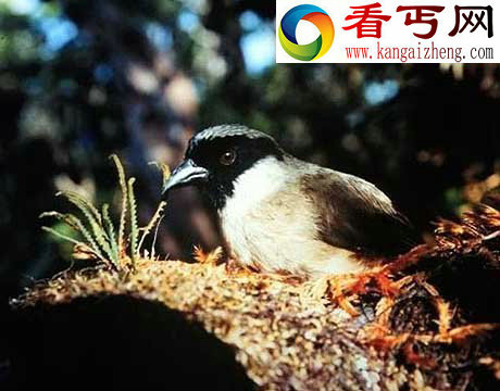 40年来11大灭绝动物盘点:金蟾蜍是过去40年中消失的物种中最美的