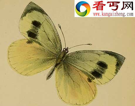 40年来11大灭绝动物盘点:金蟾蜍是过去40年中消失的物种中最美的
