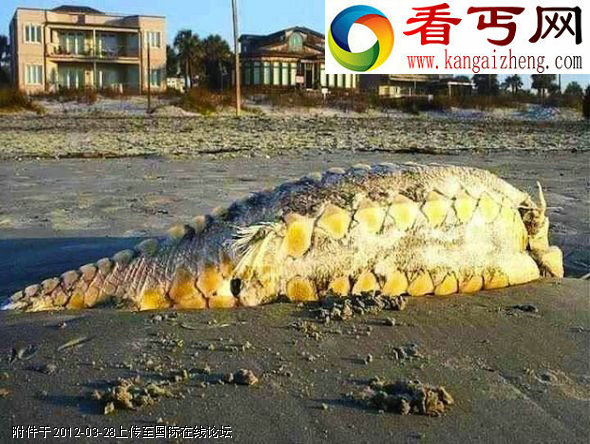 盘点外形奇特的罕见怪异生物(多图)
