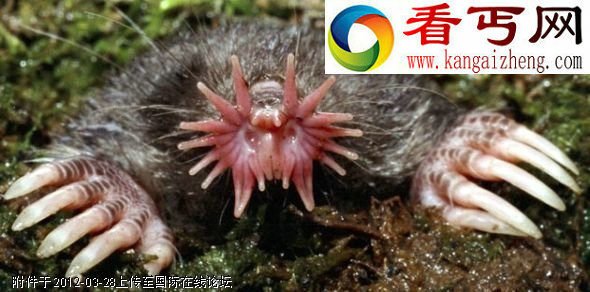 盘点外形奇特的罕见怪异生物(多图)