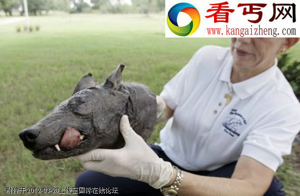 盘点外形奇特的罕见怪异生物(多图)