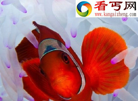 探索海洋深处的“小妖怪们”