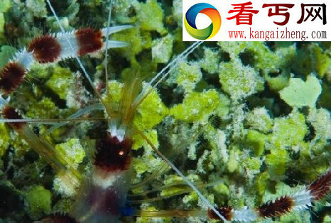 探索海洋深处的“小妖怪们”