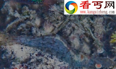 探索海洋深处的“小妖怪们”