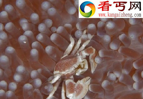 探索海洋深处的“小妖怪们”