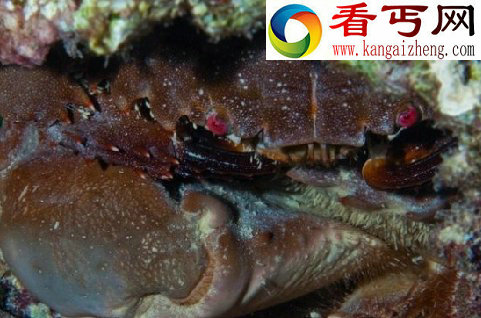 探索海洋深处的“小妖怪们”