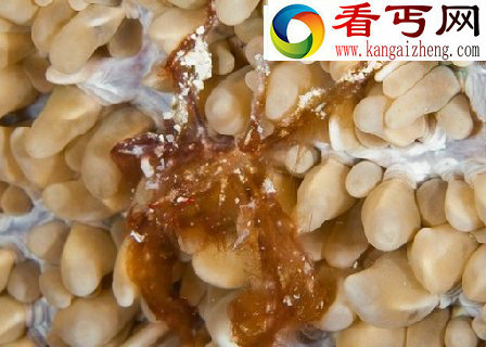 探索海洋深处的“小妖怪们”