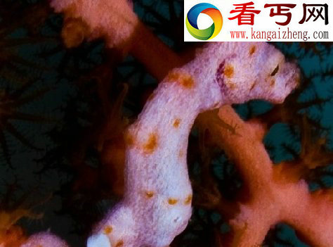 探索海洋深处的“小妖怪们”