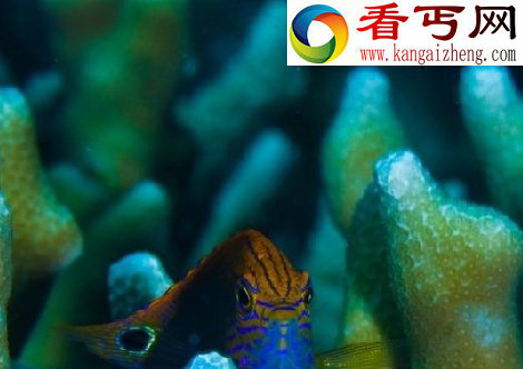 探索海洋深处的“小妖怪们”