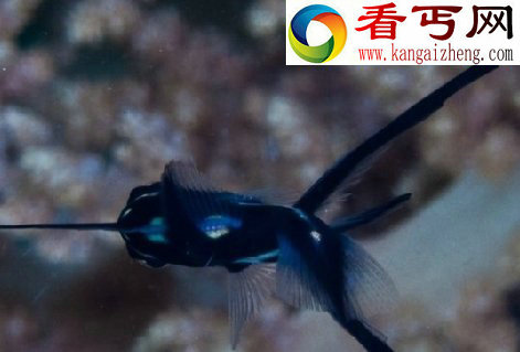 探索海洋深处的“小妖怪们”