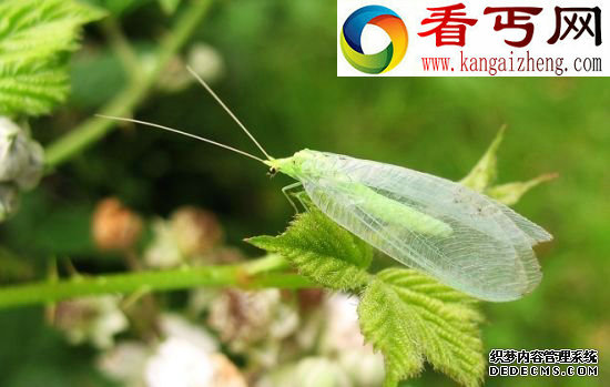 趋向简单化 昆虫翅膀的秘密蜻蜓飞行时速可达56公里