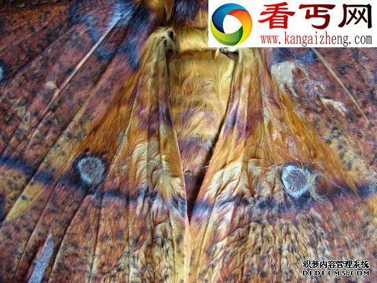 隐藏图案 昆虫翅膀的秘密蜻蜓飞行时速可达56公里