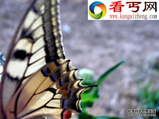 迷惑对手 昆虫翅膀的秘密蜻蜓飞行时速可达56公里