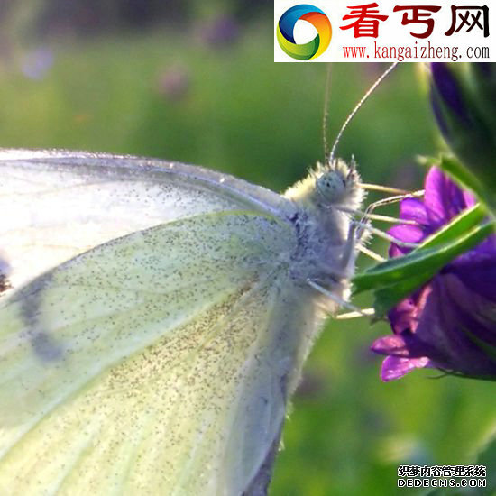 恐怖的白色 昆虫翅膀的秘密蜻蜓飞行时速可达56公里