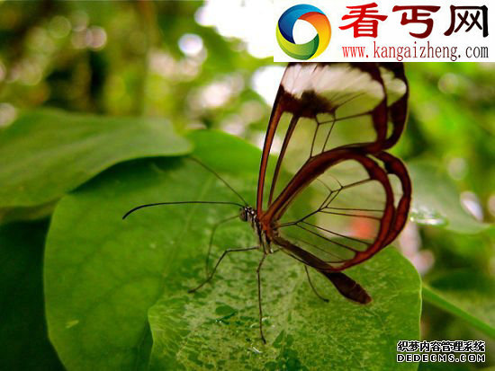 透明或半透明翅膀 昆虫翅膀的秘密蜻蜓飞行时速可达56公里