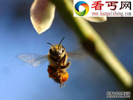 蜜蜂的先进翅膀 昆虫翅膀的秘密蜻蜓飞行时速可达56公里