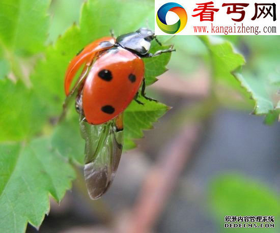 甲虫保护性外壳 昆虫翅膀的秘密蜻蜓飞行时速可达56公里