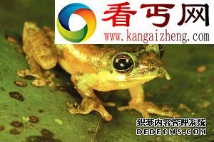 （图）盘点20年来最新奇动物恶魔壁虎长相怪异 