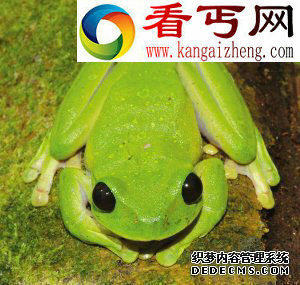 （图）盘点20年来最新奇动物恶魔壁虎长相怪异 