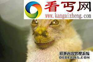 （图）盘点20年来最新奇动物恶魔壁虎长相怪异 