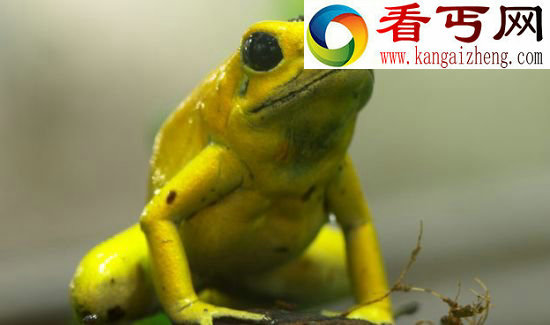 (图)盘点自然界10种最隐蔽的动物杀手