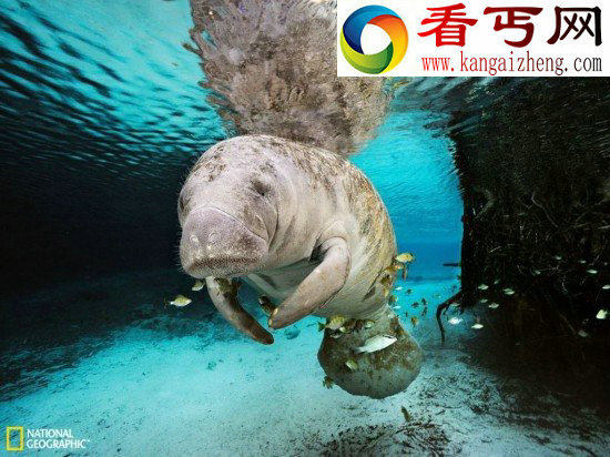 (多图)夜总会水下游动的海马