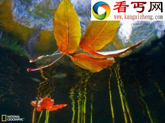 (多图)夜总会水下游动的海马