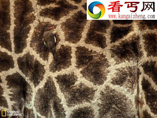 (多图)夜总会水下游动的海马