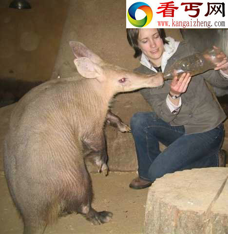 它们的嘴巴与猪类似,耳朵像骡子,皮肤呈粉红色,上面遍布皱纹,可以说惊人地丑陋。 (多图)十大奇特食蚁兽土豚嘴巴似猪耳朵像骡子