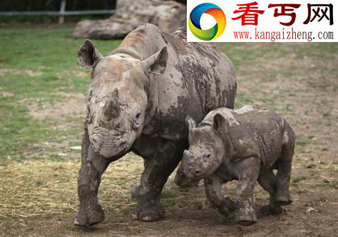 (图)世界珍稀物种非洲西部黑犀牛正式宣告灭绝
