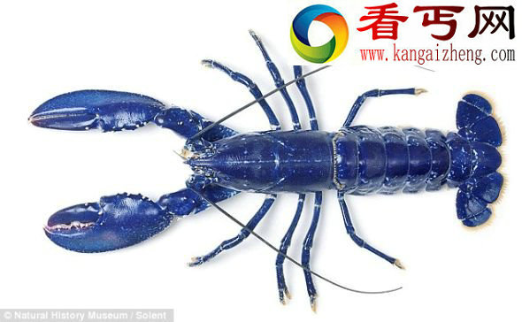 一位鱼商在比林斯盖特海鲜市场发现这只与众不同的龙虾后,把它送到伦敦自然历史博物馆 (图)格兰东海岸鱼市发现罕见铁青色龙虾