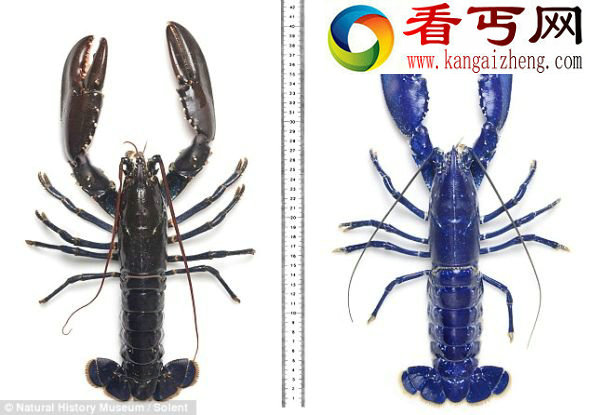 这只十分罕见的蓝龙虾的铁青色外貌极其与众不同 (图)格兰东海岸鱼市发现罕见铁青色龙虾
