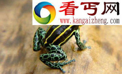 (图)研究称自然选择影响秘鲁毒箭蛙皮肤样式进化