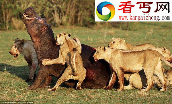 （多图）野生动物生死搏斗精彩瞬间