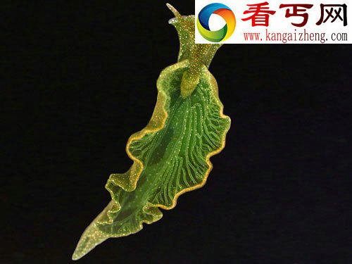 绿叶海蜗牛 (图)十大进行光合作用生物