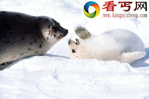 (图) 动物界的母爱