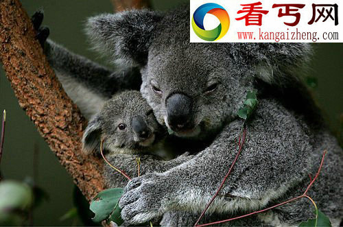 (图) 动物界的母爱