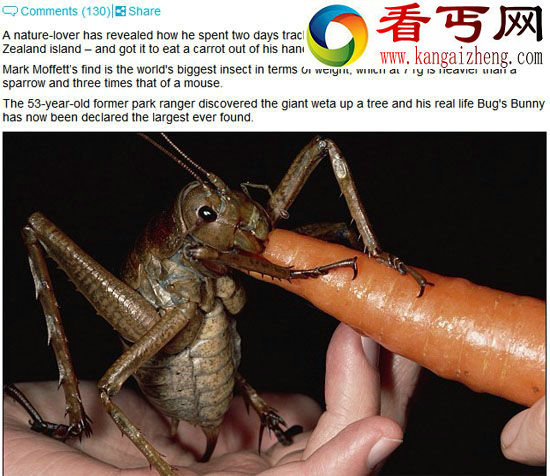 巨沙螽吃萝卜(网页截图) (图)男子发现世界最重昆虫比老鼠重3倍