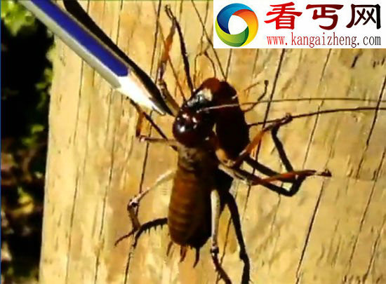身材巨大的巨沙螽(视频截图) (图)男子发现世界最重昆虫比老鼠重3倍