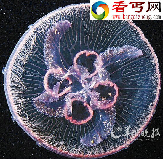 （多图）盘点奇特美丽的透明生物裸海蝶如冰层幽灵