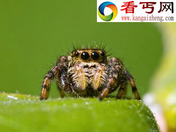 一只成年雌性跳蛛,学名“Phidippus clarus”(图片来源Don Johnston, All Canada/Getty Images) 蜘蛛体型越小大脑越大巨脑赋予强大织网能力