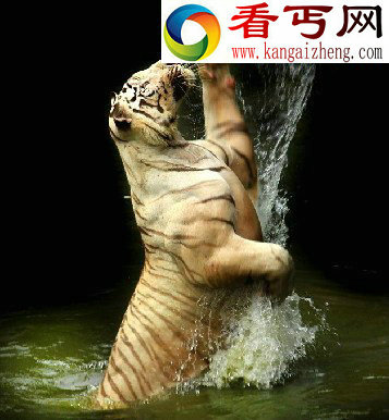 摄影师拍摄雌孟加拉虎凶猛“夺食”精彩画面