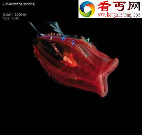看不见的海底“杀人”生物!