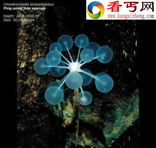 看不见的海底“杀人”生物!